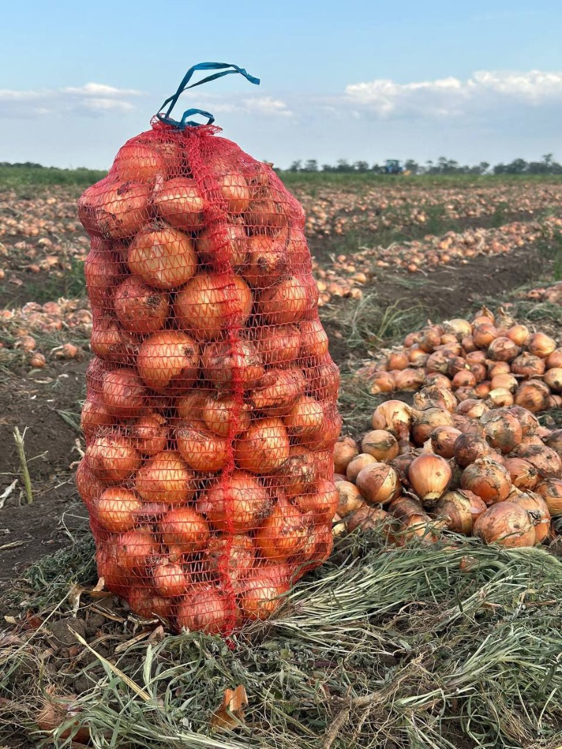 Nuestra empresa vende cebollas amarillas directamente del productor para su exportación a la UE