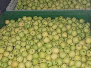 Compramos manzanas orgánicas y convencionales para pelar, en grandes