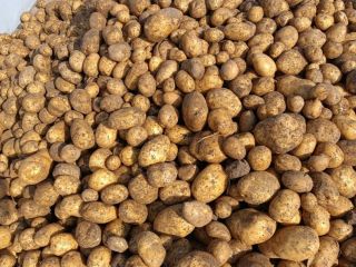 Papas clase extra, variedad galla (variedad elite, muy ricas)