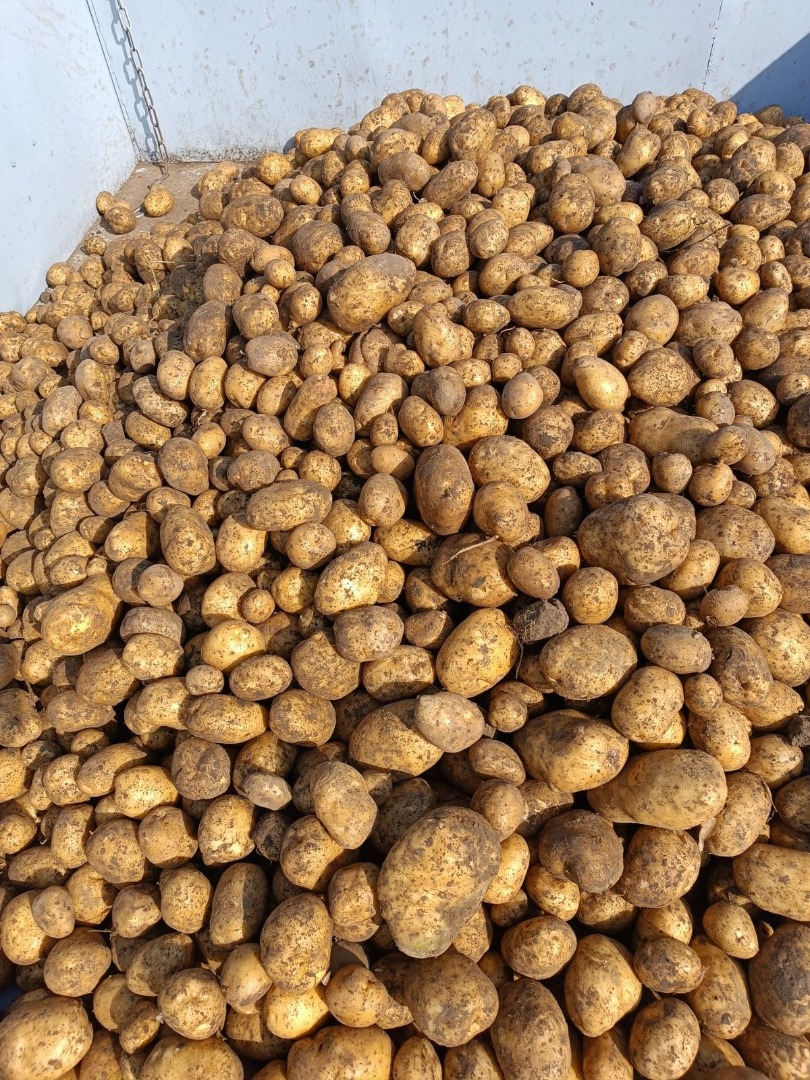 Papas clase extra, variedad galla (variedad elite, muy ricas) Calibre 5+, PRECIO INCLUYE ENVÍO!!!