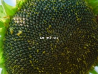 Hola, vendo cápsulas de semillas de girasol. Cualquier cantidad,
