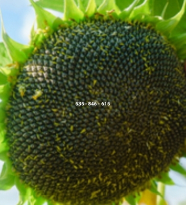 Hola, vendo cápsulas de semillas de girasol