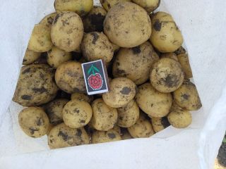 Hola. Ofrecemos patatas de calidad superior procedentes de Ucrania.