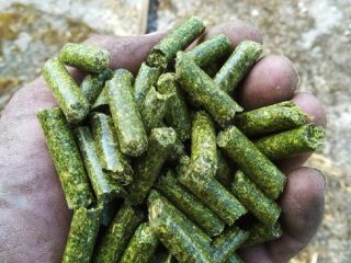 Pellets de alfalfa: Venta de pellets de alfalfa con