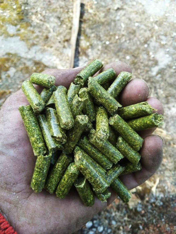 Pellets de alfalfa: Venta de pellets de alfalfa con certificado de calidad, posibilidad de entrega DAP