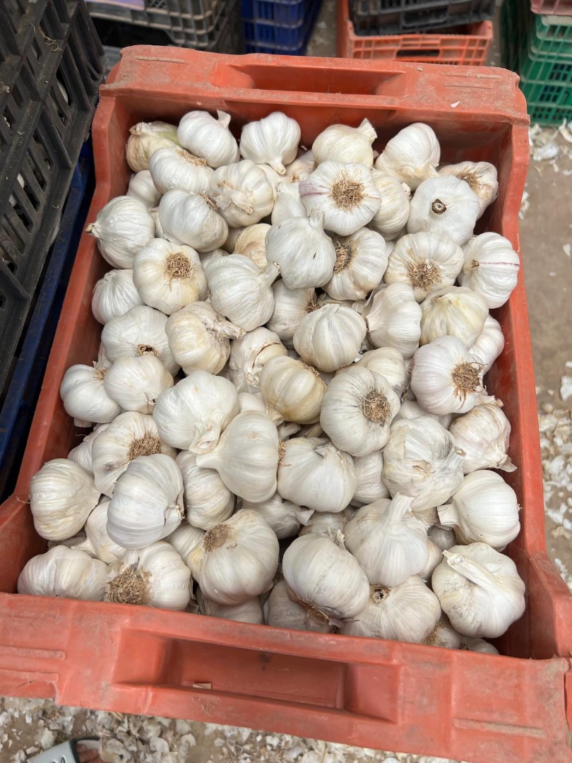 Una empresa española corta y vende ajos de 50/55, 55/60 y 60/65 mm de diámetro