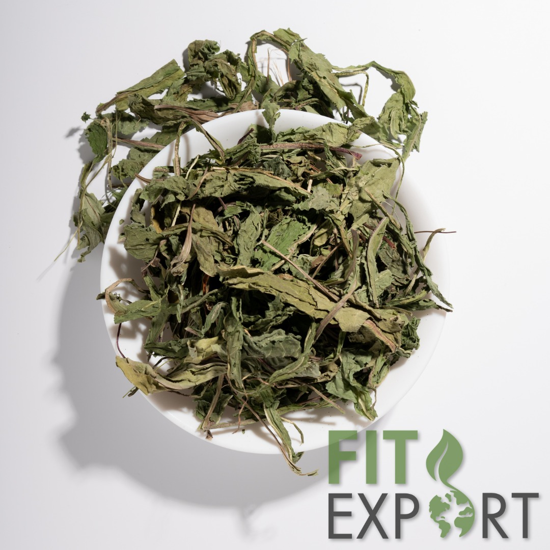 hoja de diente de león orgánico, Taraxacum officinale folia