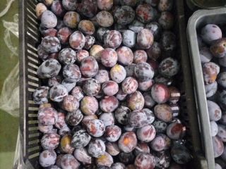 Venderé 800 kg de ciruelas Lepotica tamaño 32+. Envase