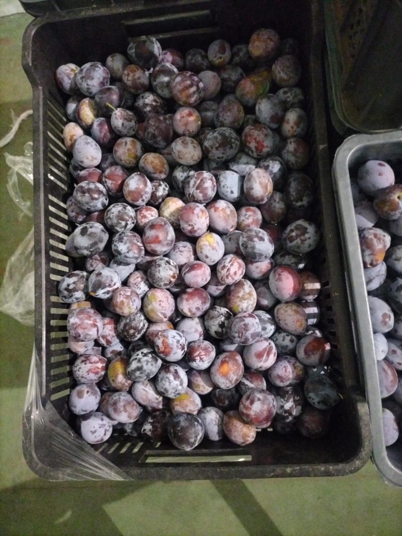 Venderé 800 kg de ciruelas Lepotica tamaño 32+