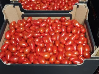 Venderé tomates cherry, dátiles y una mezcla de 4