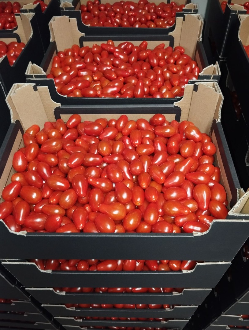 Venderé tomates cherry, dátiles y una mezcla de 4 colores en grandes cantidades
