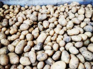 Vendemos patatas Agata con certificación ecológica (cosecha temprana 2024).