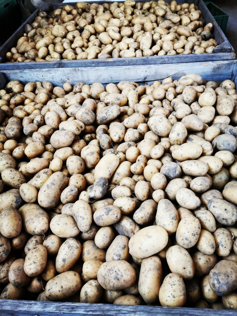Vendemos patatas Agata con certificación ecológica (cosecha temprana 2024)