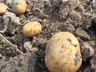 Somos productores polacos de patatas. Ofrecemos la variedad TAJFUN,