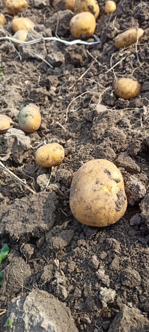 Somos productores polacos de patatas