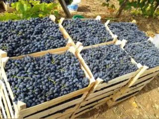 ¡Hola! Nos interesa colaborar a largo plazo. Vendemos ciruelas,