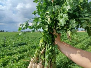 Hola, vendo perejil variedad Arat, perfecto calibre comercial, perejil