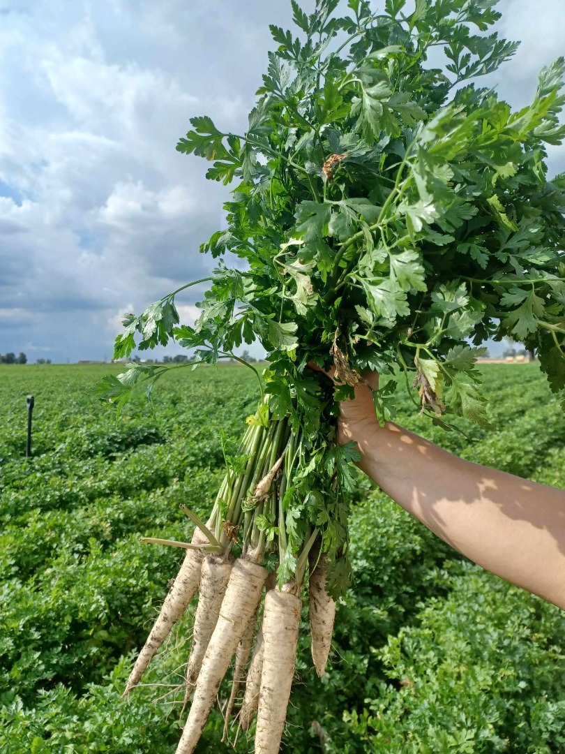 Hola, vendo perejil variedad Arat, perfecto calibre comercial, perejil largo, bonito y espeso, cortado a pedido, por favor contáctame [número de teléfono]