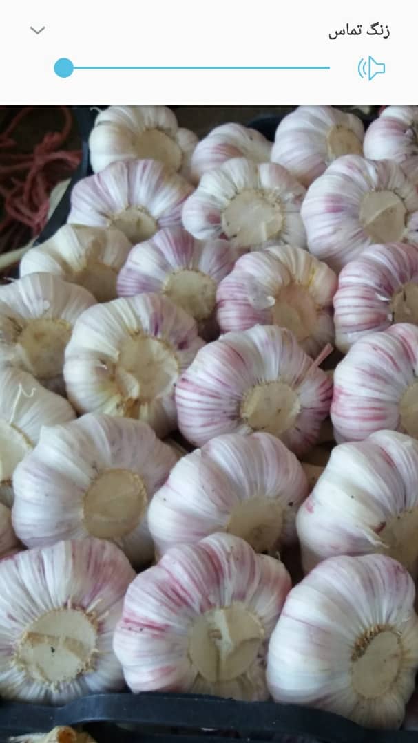 Ajo fresco de muy buena calidad, con un diámetro mínimo de 4 cm