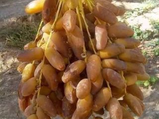 Estoy buscando compradores para mis productos de dátiles y