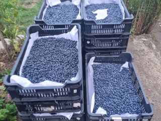Vendo arándanos a 5 euros el kilo.