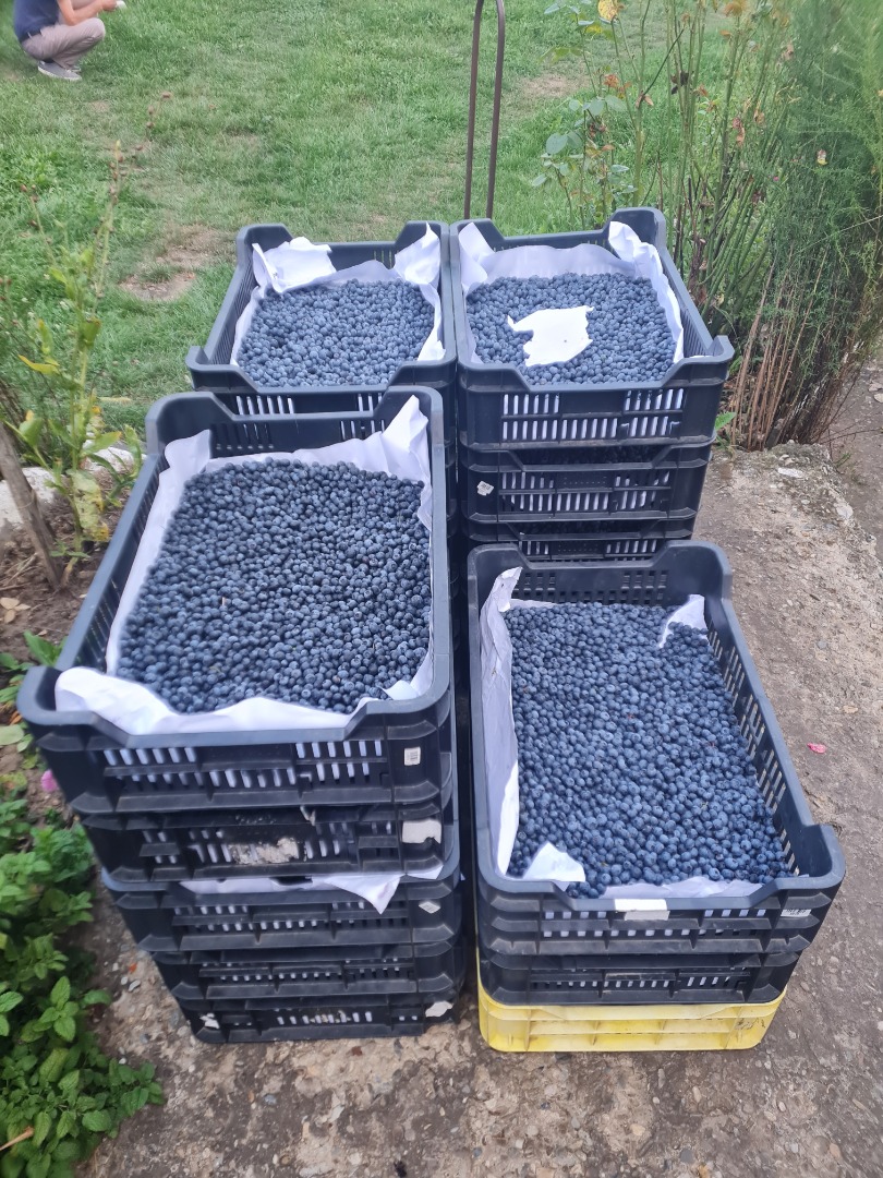 Vendo arándanos a 5 euros el kilo