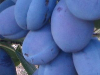 Ciruelas Stanley, negras y otras variedades de origen macedonio,