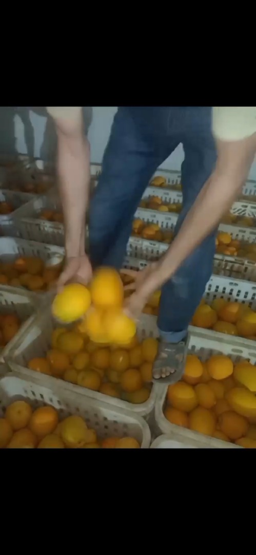 Naranjas de zumo de Marruecos .