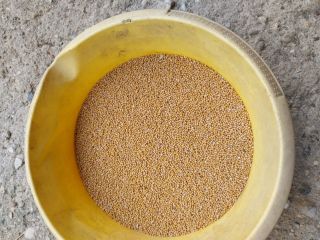 mostaza blanca