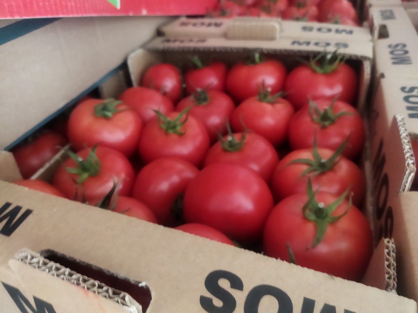Tenemos a la venta un camión lleno de tomates, unas 20 toneladas de tomates, que tuvieron problemas de montaje en frío durante el transporte y deben procesarse