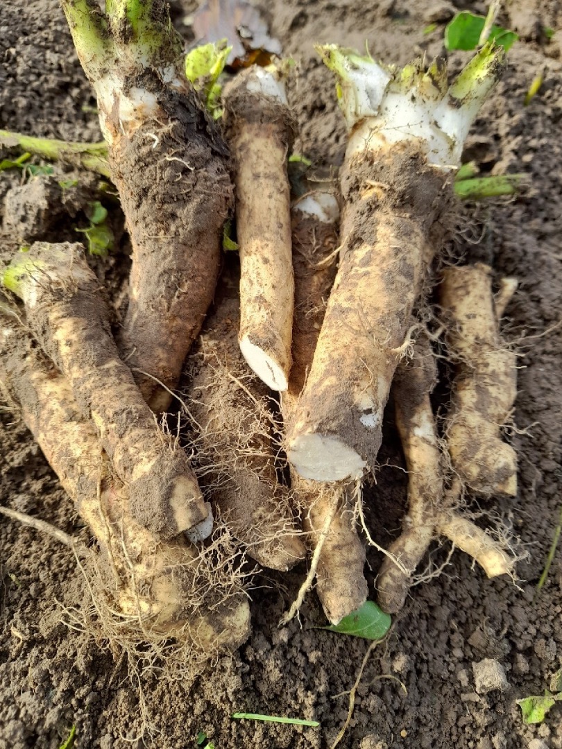 Vendo rábano picante silvestre limpio para procesar o encurtir