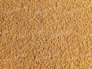 Guisantes verdes a la venta. Grandes cantidades. Origen: República