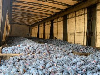 Produzco ciruelas orgánicas en el noroeste de Bulgaria. Número