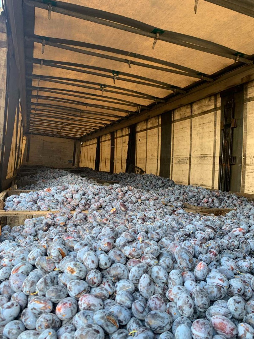 Produzco ciruelas orgánicas en el noroeste de Bulgaria