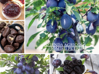Venta de Ciruelas Frescas y Sabrosas Vendemos ciruelas Stanley