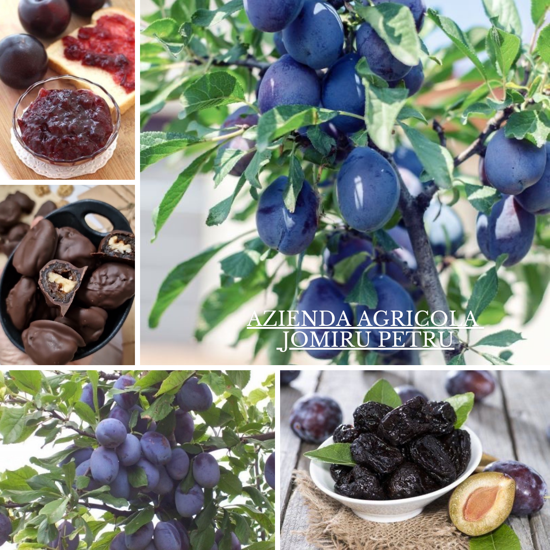 Venta de Ciruelas Frescas y Sabrosas Vendemos ciruelas Stanley cultivadas con mimo y pasión