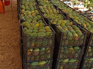 Hola, mi nombre es Nabil, ofrezco toneladas de mangos