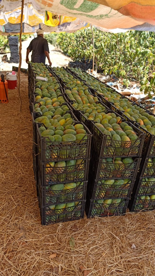 Hola, mi nombre es Nabil, ofrezco toneladas de mangos de Egipto, increíblemente dulces, disponibles a precio mayorista para los interesados