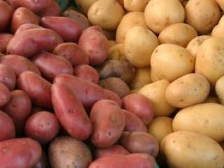Vendo papas comestibles de las siguientes variedades: Belarosa, Red