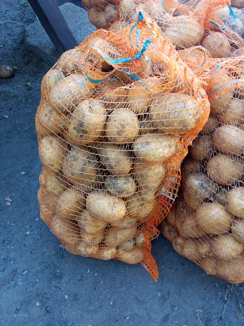 Venderé patatas comestibles variedades Gala y Korona