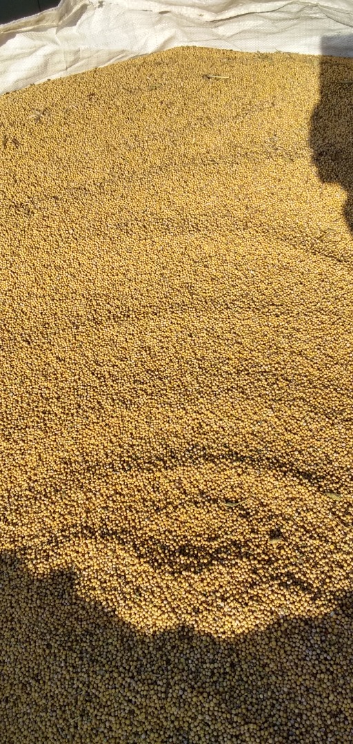 Vendo semillas de mostaza blanca, sembrada con material certificado variedad palma, las semillas están limpias, sin malezas