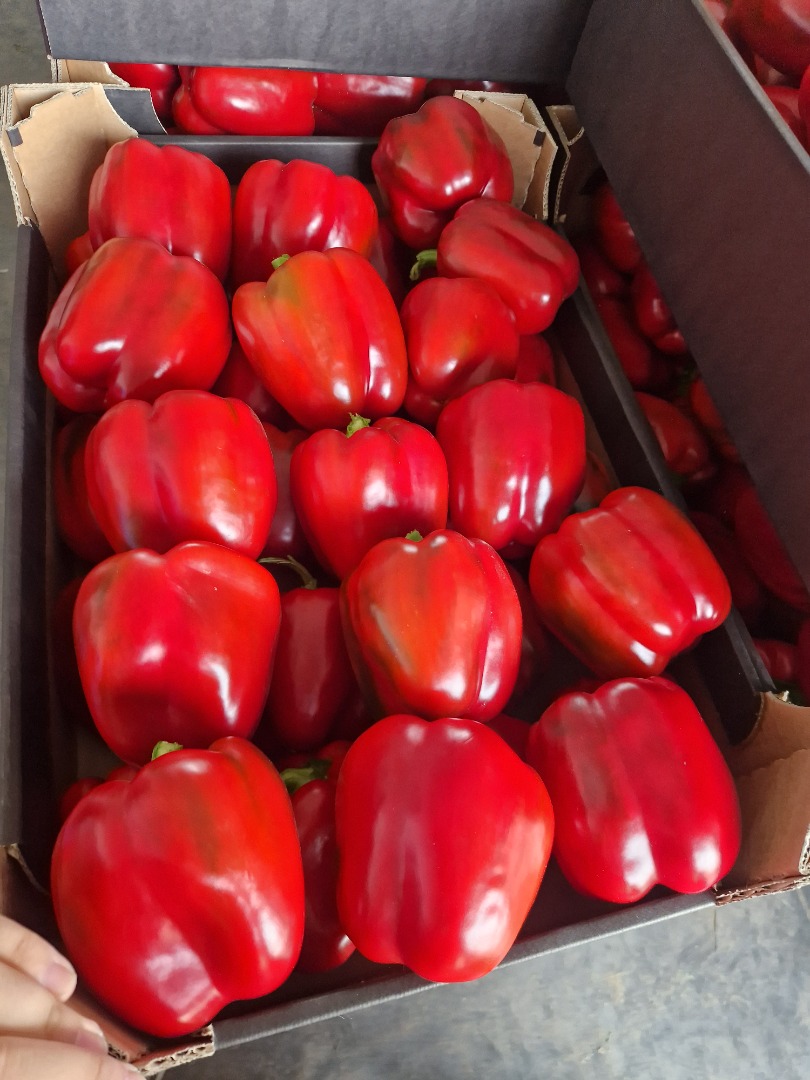 Venderé pimientos premium en cualquier envase