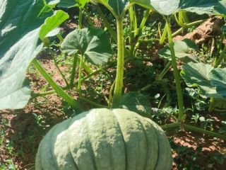 hola,[teléfono]emos una buena cosecha de unas dulces calabazas redondas