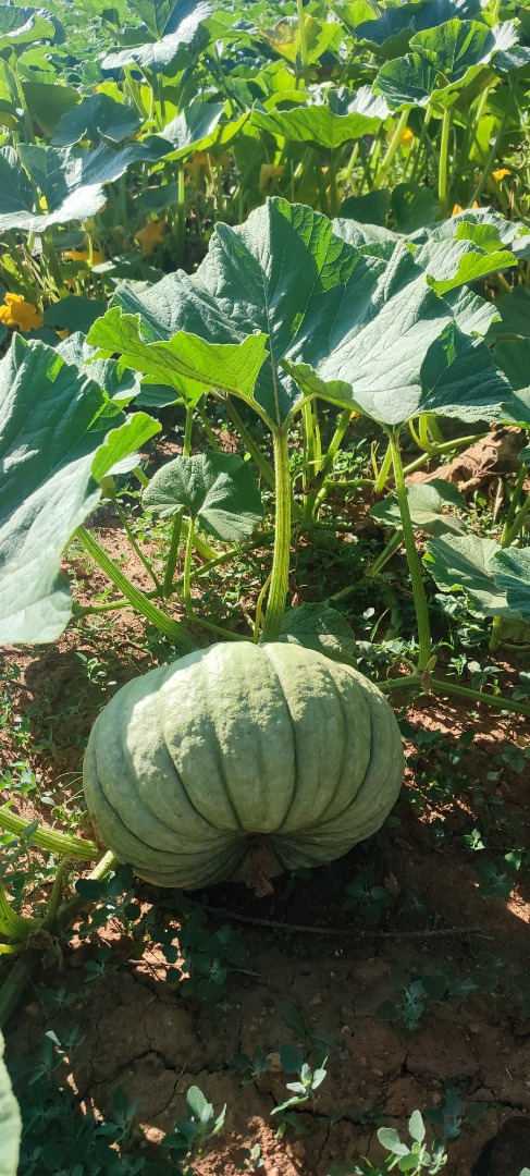 hola,[teléfono]emos una buena cosecha de unas dulces calabazas redondas y cacahuetes, el producto de alta calidad de sabor y las variedades tamaños, disponemos