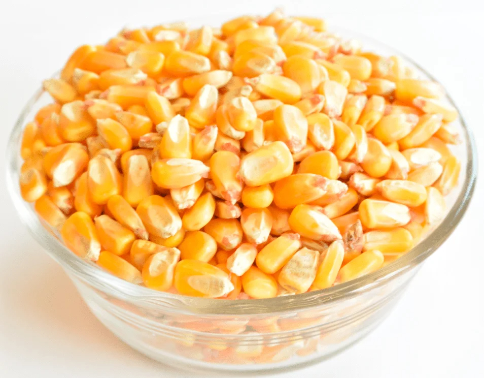 Maíz amarillo que se utiliza para preparar variedad de alimentos como aceite de maíz, maíz tierno, palomitas de maíz y otros