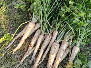 Vendo perejil bonito, recién cortado, variedad arat, por encargo