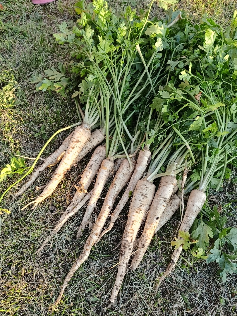 Vendo perejil bonito, recién cortado, variedad arat, por encargo