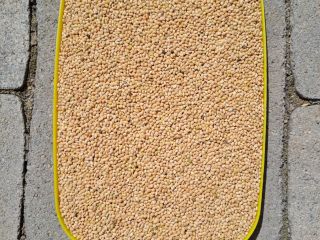 Mijo amarillo 2024 seleccionado limpiamente 25 toneladas 0,4€/kg Serbia,