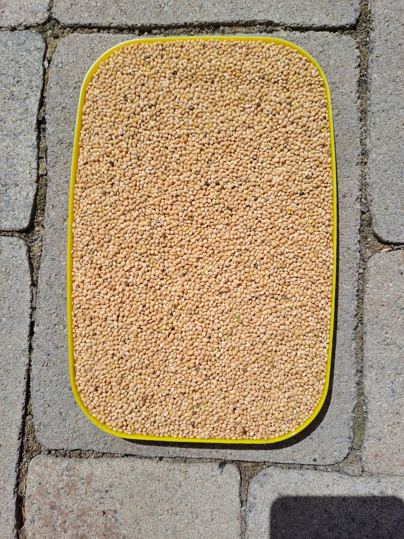 Mijo amarillo 2024 seleccionado limpiamente 25 toneladas 0,4€/kg Serbia, Zrenjanin