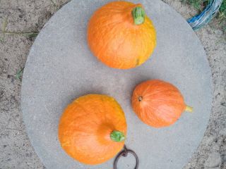 Venta de calabazas Hokaido. Precio 3,50 el kilo. Por